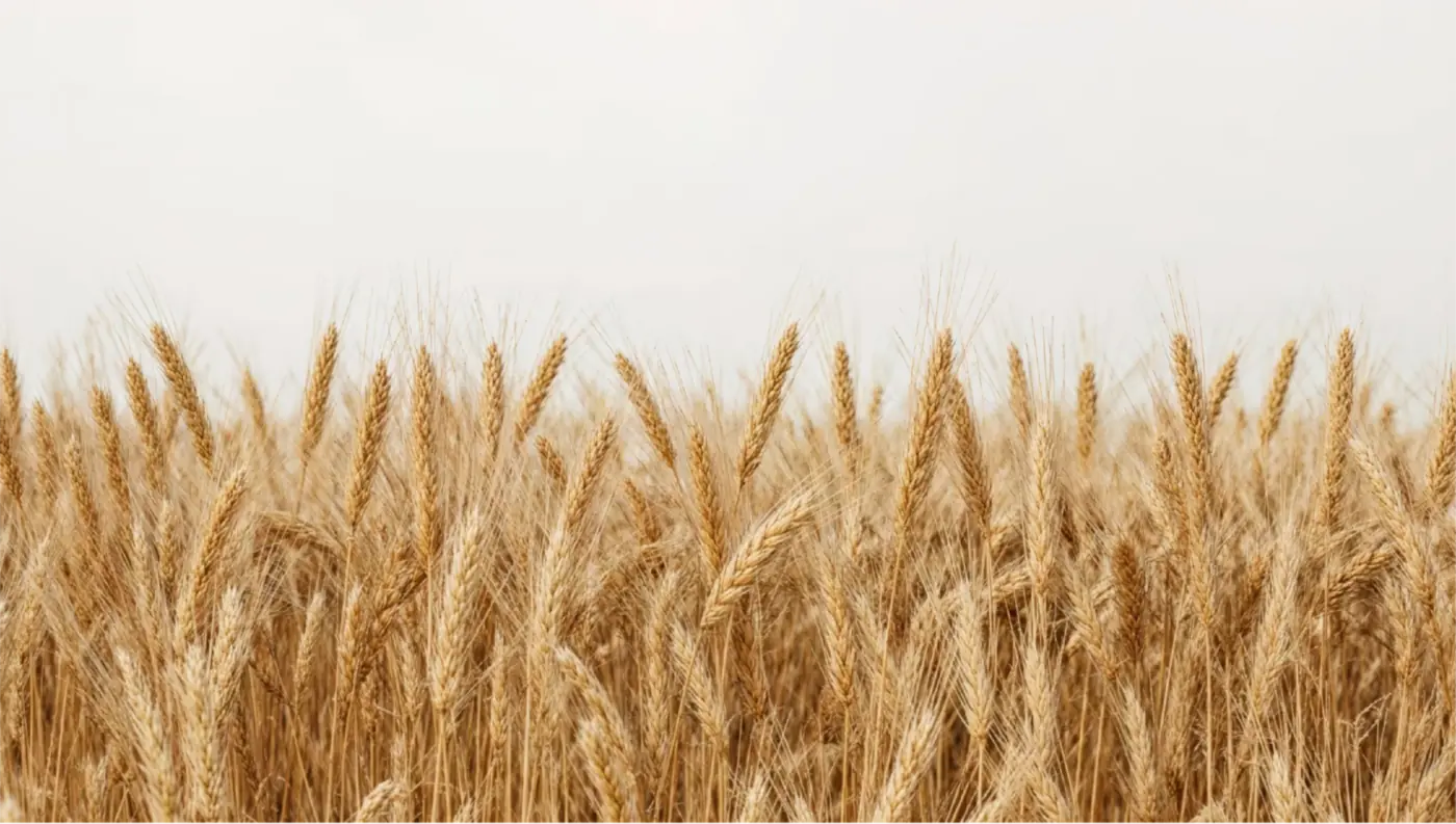 Projet Agria Grand Est : refonte du site web d'un collectif agroalimentaire